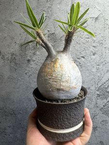 パキポディウム グラキリスの値段と価格推移は？｜5764件の売買データ
