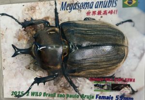 ゾウカブトの値段と価格推移は？｜719件の売買データからゾウカブトの