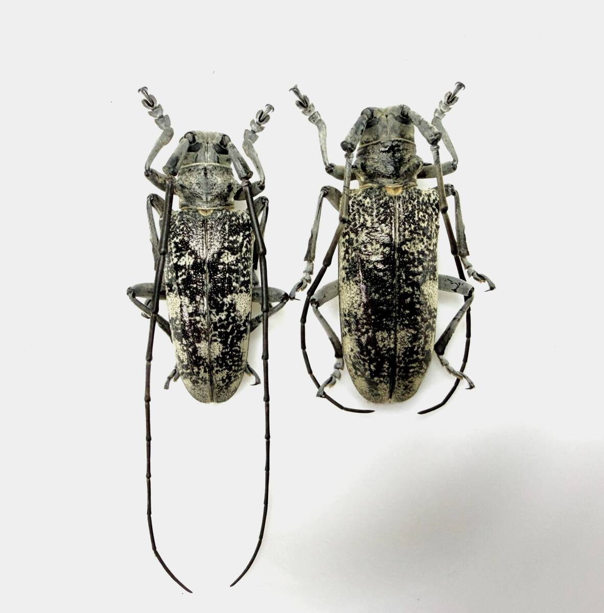オオスミヒゲナガカミキリ　ペア　メスは特大 ヒゲナガカミキリの値段と価格推移は？｜4件の売買データからヒゲナガ
