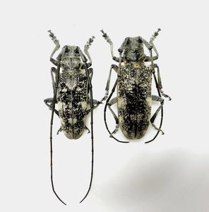 ヒゲナガカミキリの値段と価格推移は？｜9件の売買データからヒゲナガ