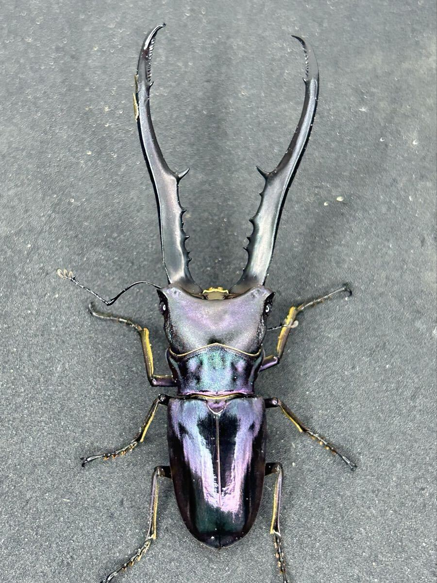 メタリフェルホソアカクワガタの値段と価格推移は？｜319件の売買