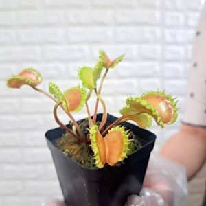 食虫植物 ハエトリソウ Carnivoria AR Werewolf メルカリ便 Carnivoriaの値段と価格推移は？｜108件の売買データからCarnivoriaの