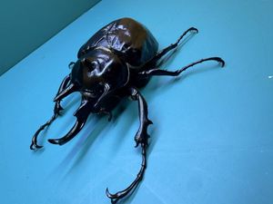 アクティオンゾウカブトの値段と価格推移は？｜79件の売買データから