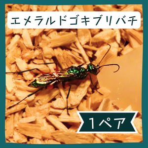 エメラルドゴキブリバチの値段と価格推移は？｜3件の売買データから