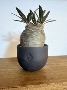 VALIEM 鉢の値段と価格推移は？｜61件の売買データからVALIEM 鉢の価値