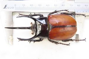 標本　カブトムシ　A~A\