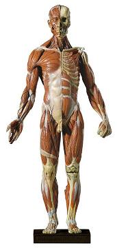 Anatomytools アナトミーフィギュア 男性メディカル 人体模型(SF