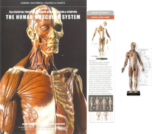 Anatomytools アナトミーフィギュア 男性メディカル 人体模型(SF