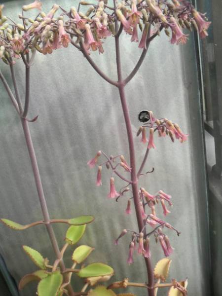 妊娠菌付 幸せを呼ぶ子宝草 苗 子株 観葉植物 売買されたオークション情報 Yahooの商品情報をアーカイブ公開 オークファン Aucfan Com