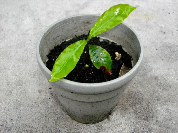 熱帯植物 なpsychotria Viridis チャクルーナ苗 幻覚儀式 観葉植物 売買されたオークション情報 Yahooの商品情報をアーカイブ公開 オークファン Aucfan Com