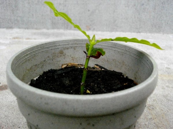 熱帯植物 なpsychotria Viridis チャクルーナ苗 幻覚儀式 観葉植物 売買されたオークション情報 Yahooの商品情報をアーカイブ公開 オークファン Aucfan Com