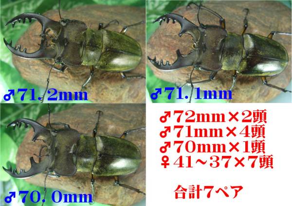 ★WILDミヤマクワガタ 大型　♂72mm～70ｍｍ 7ペア　虫神蔵_2