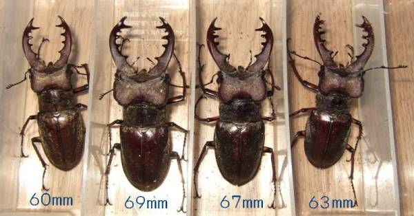 ★☆北海道産ミヤマクワガタ☆♂約69mm含む４ペア①☆★_1