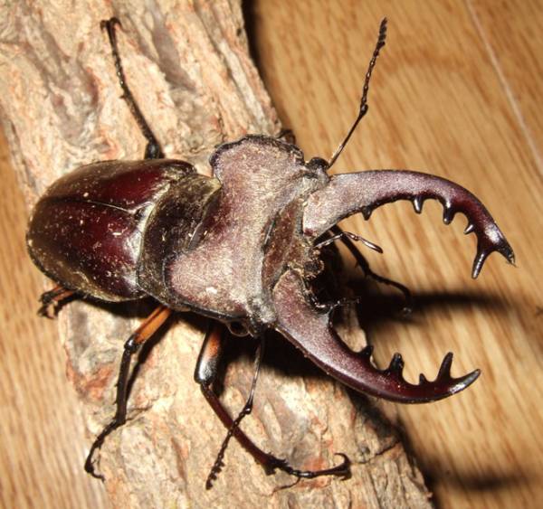 ★☆北海道産ミヤマクワガタ☆♂約69mm含む４ペア①☆★_2