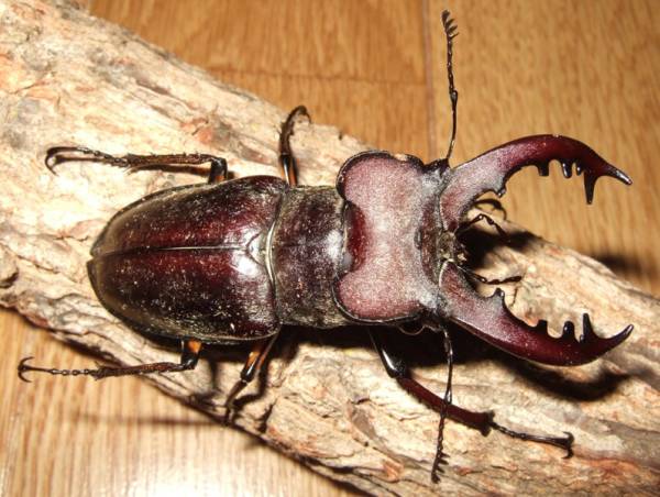 ★☆北海道産ミヤマクワガタ☆♂約69mm含む４ペア①☆★_3