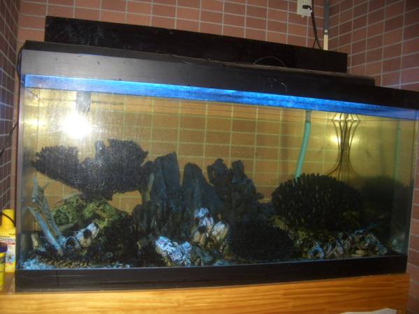 アクリル水槽 10 600 傷多し 海水魚 引き取り限定 1cm 売買されたオークション情報 Yahooの商品情報をアーカイブ公開 オークファン Aucfan Com