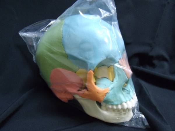 3B社マルチカラー頭蓋模型/品番A291/左右同色22分割/新品即納(歯科学