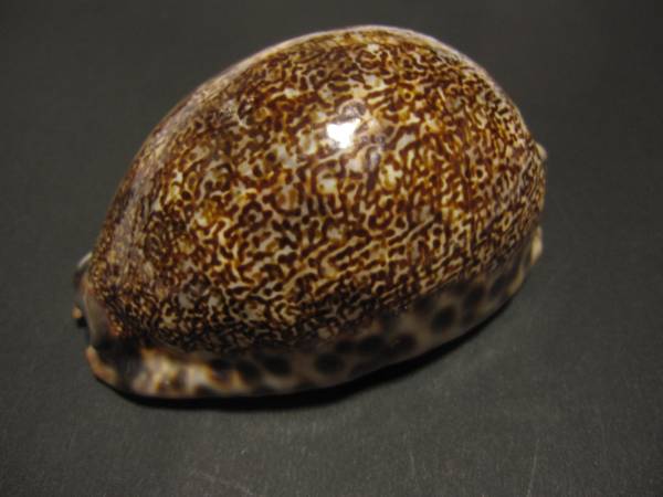 オオヤクシマダカラ ９３ｍｍ 科学 自然 売買されたオークション情報 Yahooの商品情報をアーカイブ公開 オークファン Aucfan Com