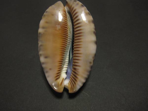 オオヤクシマダカラ ９３ｍｍ 科学 自然 売買されたオークション情報 Yahooの商品情報をアーカイブ公開 オークファン Aucfan Com