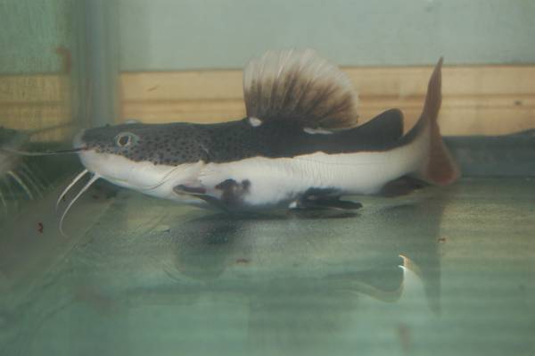 レッドテールキャット　_1