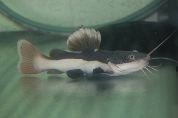 レッドテールキャット　_2