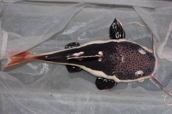 レッドテールキャット　_3