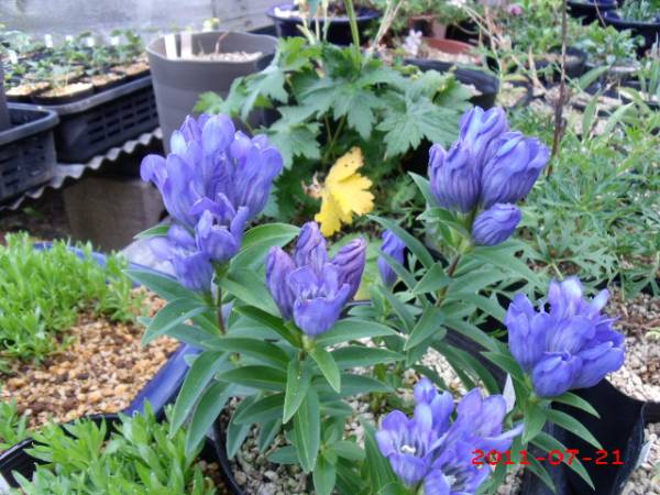 山野草 ソラヌマリンドウ種子 種 売買されたオークション情報 Yahooの商品情報をアーカイブ公開 オークファン Aucfan Com