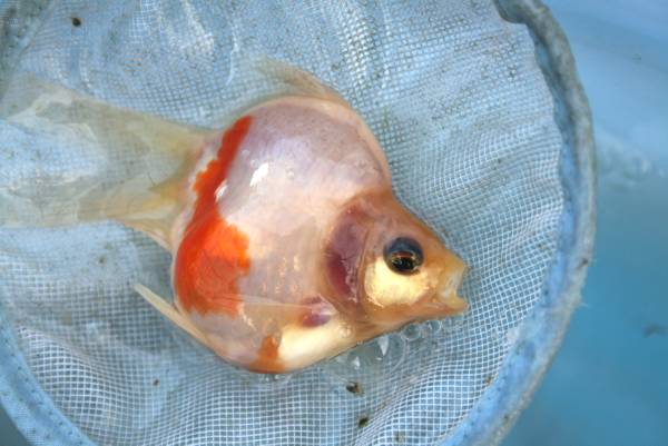 宮島血統スーパークラス福ダルマ２番仔６センチ（I）＃４_2