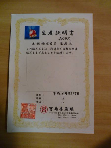 宮島血統スーパークラス福ダルマ２番仔６センチ（I）＃４_3