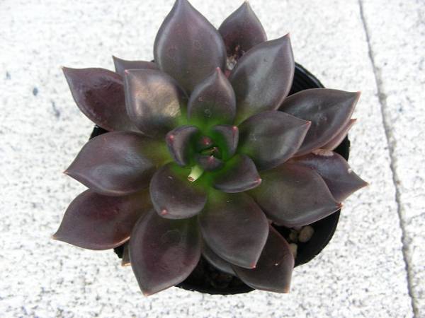 多肉植物 黒助 クロスケ ブラックプリンス エケベリア サボテン 売買されたオークション情報 Yahooの商品情報をアーカイブ公開 オークファン Aucfan Com