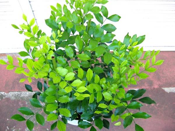 80cmシルクジャスミン 白い花と赤い実のつく観葉 2 ジャスミン 売買されたオークション情報 Yahooの商品情報をアーカイブ公開 オークファン Aucfan Com