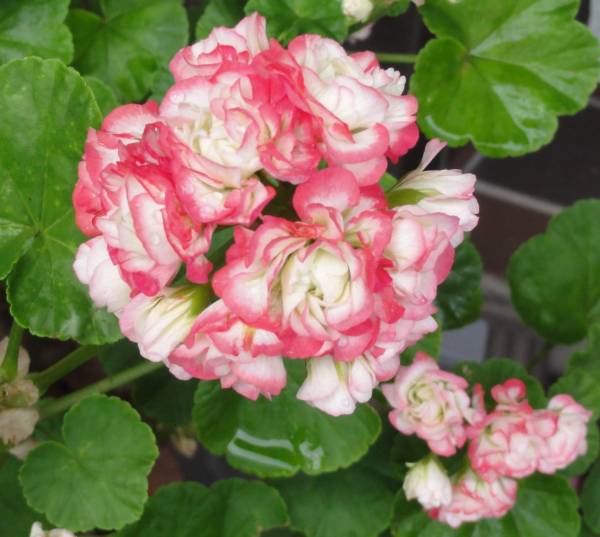 ゼラニウム八重咲き キャンディーボール ピコティ その他 売買されたオークション情報 Yahooの商品情報をアーカイブ公開 オークファン Aucfan Com