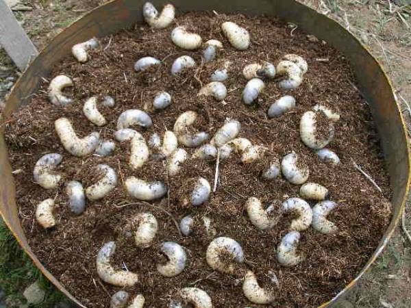 カブトムシ幼虫100匹(死着補償10匹）④_1