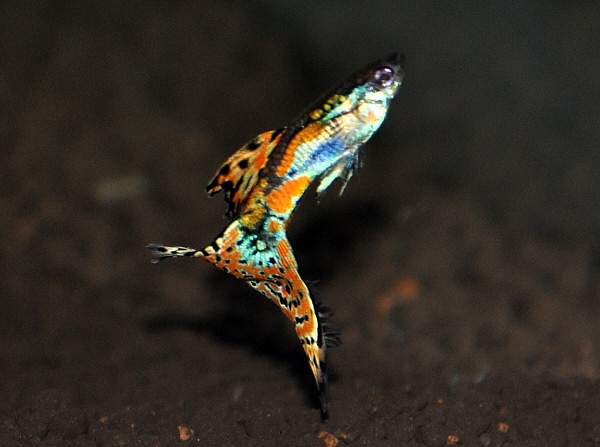 国産グッピー オールドファッションモザイクグッピー ９匹 グッピー 売買されたオークション情報 Yahooの商品情報をアーカイブ公開 オークファン Aucfan Com