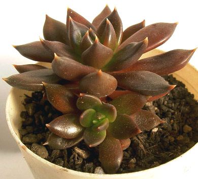 多肉植物苗 エケベリア属 黒助 サボテン 売買されたオークション情報 Yahooの商品情報をアーカイブ公開 オークファン Aucfan Com 多肉植物苗 エケベリア属 黒助 サボテン 売買されたオークション情報 Yahooの商品情報をアーカイブ公開 オークファン Aucfan Com