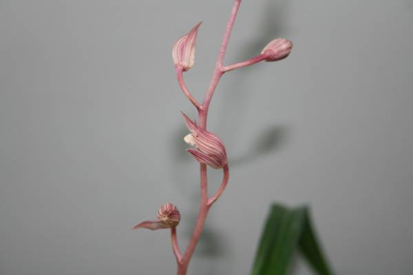 桃姫 ピンク花付 恵蘭 東洋蘭 山野草 ラン 売買されたオークション情報 Yahooの商品情報をアーカイブ公開 オークファン Aucfan Com