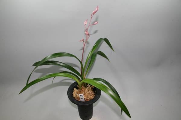 桃姫 ピンク花付 恵蘭 東洋蘭 山野草 ラン 売買されたオークション情報 Yahooの商品情報をアーカイブ公開 オークファン Aucfan Com