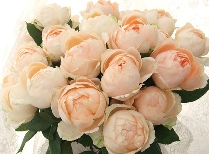 切り花品種 アプリコットファンデーション バラ苗 バラ 売買されたオークション情報 Yahooの商品情報をアーカイブ公開 オークファン Aucfan Com