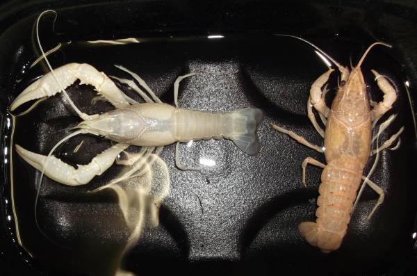 白ザリガニ 大型 ペア ホワイトザリガニ アメリカザリガニ 甲殻類 売買されたオークション情報 Yahooの商品情報をアーカイブ公開 オークファン Aucfan Com