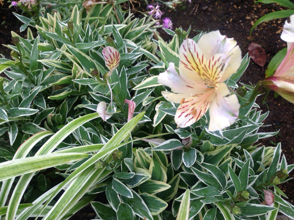 斑入り 山野草 白覆輪アルストロメリア(鉢植え)|売買された