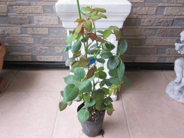 ノスタルジー 甘い香り 覆輪が可愛いバラ 四季咲き バラ 売買されたオークション情報 Yahooの商品情報をアーカイブ公開 オークファン Aucfan Com