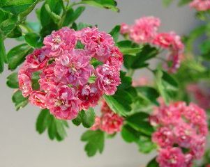 紅花サンザシ 西洋サンザシ 苗 訳あり 植木 庭木 売買されたオークション情報 Yahooの商品情報をアーカイブ公開 オークファン Aucfan Com