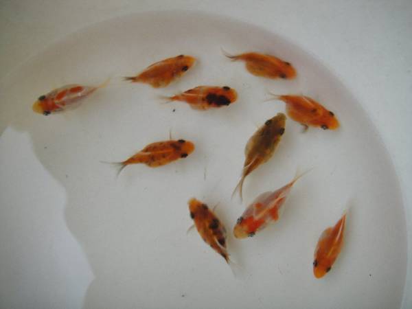 新潟さば吉 稚魚10匹 福だるま 玉サバ 玉さば 金魚 売買されたオークション情報 Yahooの商品情報をアーカイブ公開 オークファン Aucfan Com 新潟さば吉 稚魚10匹 福だるま 玉サバ 玉さば 金魚 売買されたオークション情報 Yahooの商品情報をアーカイブ公開 オークファン Aucfan Com