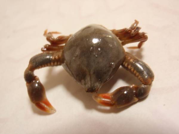 ヒシガタコブシ 貝標本 貝殻 魚類 カニ図鑑 海洋生物 科学 自然 売買されたオークション情報 Yahooの商品情報をアーカイブ公開 オークファン Aucfan Com