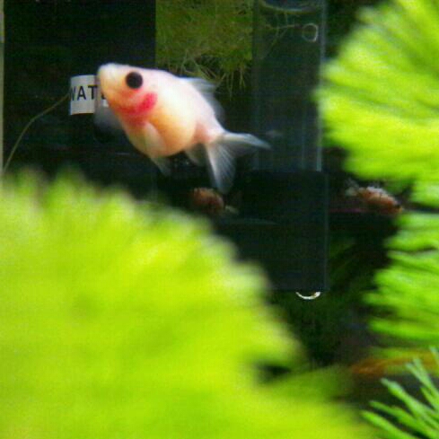 国産 ミルクピンポンパール ピンクほっぺ 可愛い 白シルク 金魚 売買されたオークション情報 Yahooの商品情報をアーカイブ公開 オークファン Aucfan Com