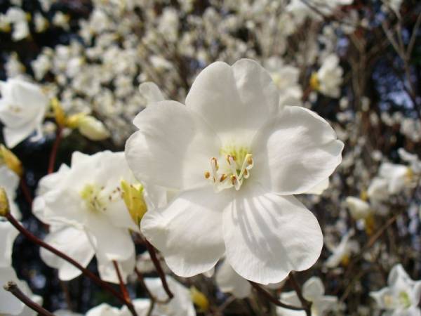 ヤシオツツジ 苗木 植木 庭木 白花 ゴヨウツツジ かび臭い