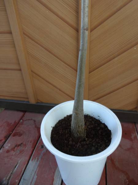 実生パキラの苗 3年目 未摘心 レア 有 切手可 パキラ 売買されたオークション情報 Yahooの商品情報をアーカイブ公開 オークファン Aucfan Com