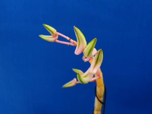 rj 富貴蘭 長生蘭 キバナノセッコク 翠 麗の花芽付 ラン 売買されたオークション情報 Yahooの商品情報をアーカイブ公開 オークファン Aucfan Com rj 富貴蘭 長生蘭 キバナノセッコク 翠 麗の花芽付 ラン 売買されたオークション情報 Yahooの商品情報をアーカイブ公開 オークファン Aucfan Com