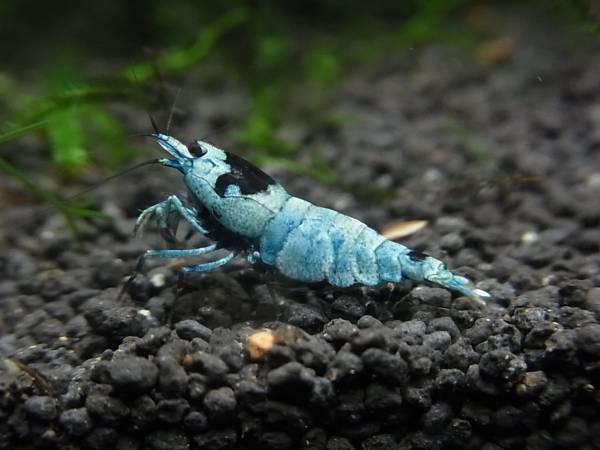 ☆☆シャドーブルーモスラ抱卵中ペア☆☆_1