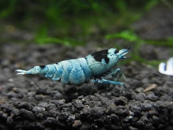 ☆☆シャドーブルーモスラ抱卵中ペア☆☆_2